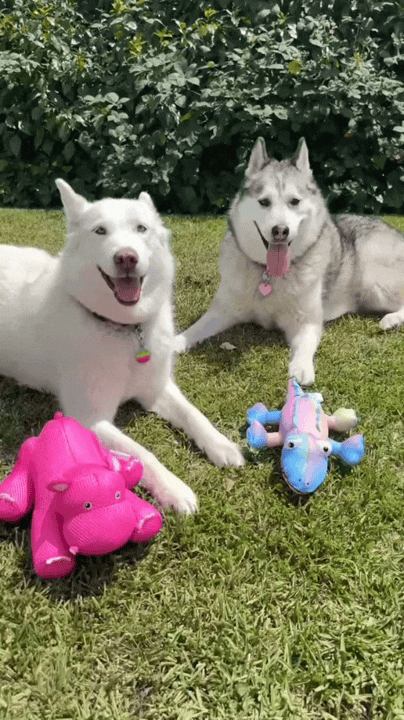 Paws&Ride™- Hard-Bottom Backseat Extender 🐾