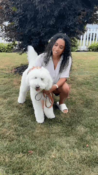 🐶 Comfort in Motion